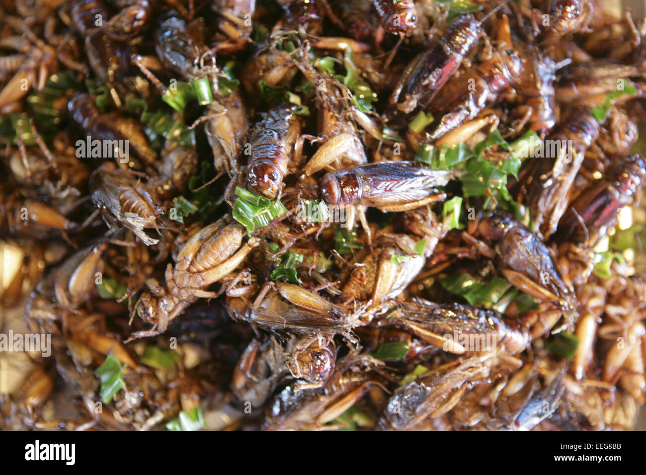Krabi, della Kaefer, Markt, Thailandia, Essen, cibo, frittieren, frittierte, insekt, insekten, mahlzeit, mittagessen, livello, tiere Foto Stock