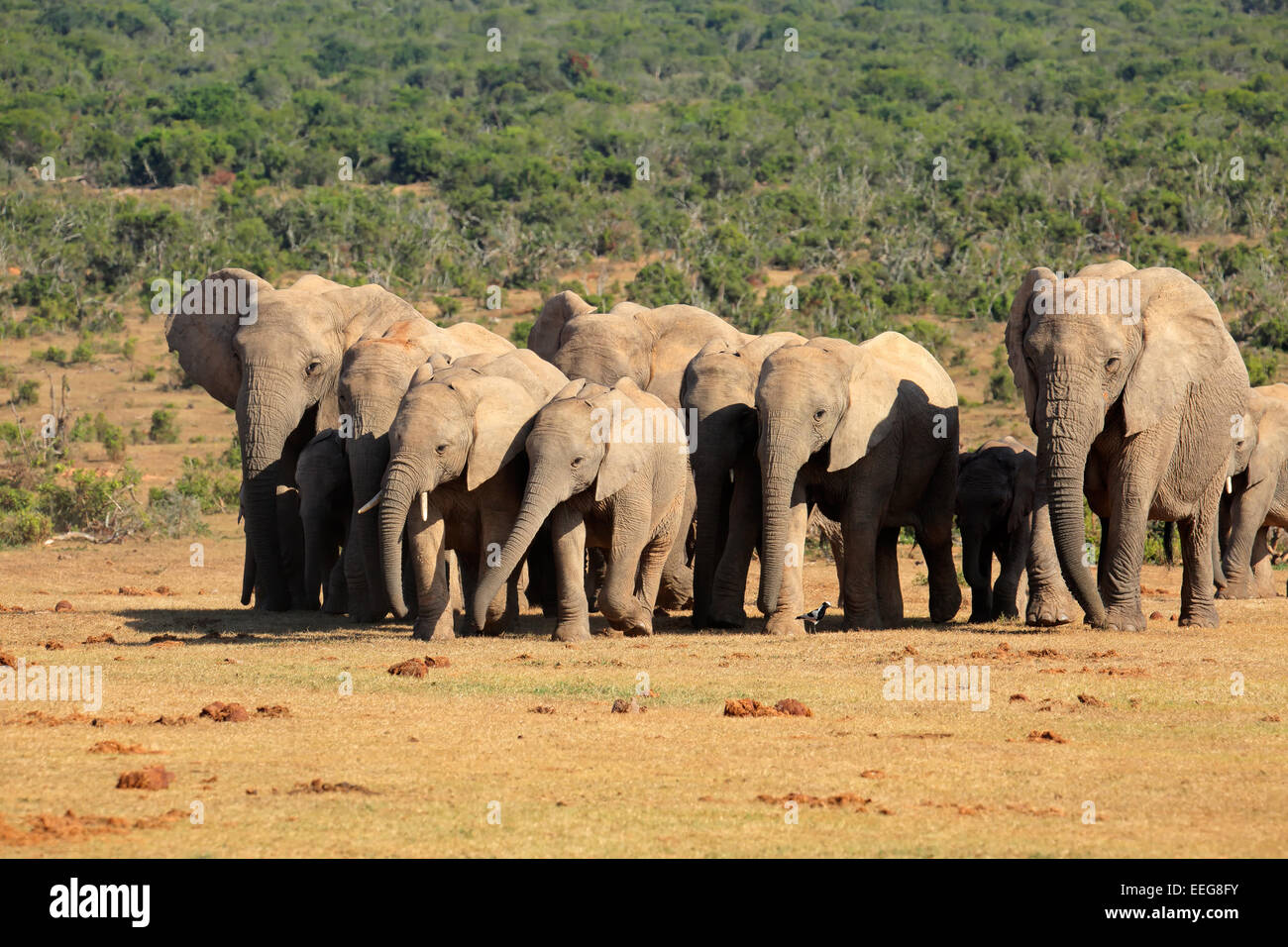 Branco di elefanti africani (Loxodonta africana) in habitat naturale, Addo Elephant National Park, Sud Africa Foto Stock