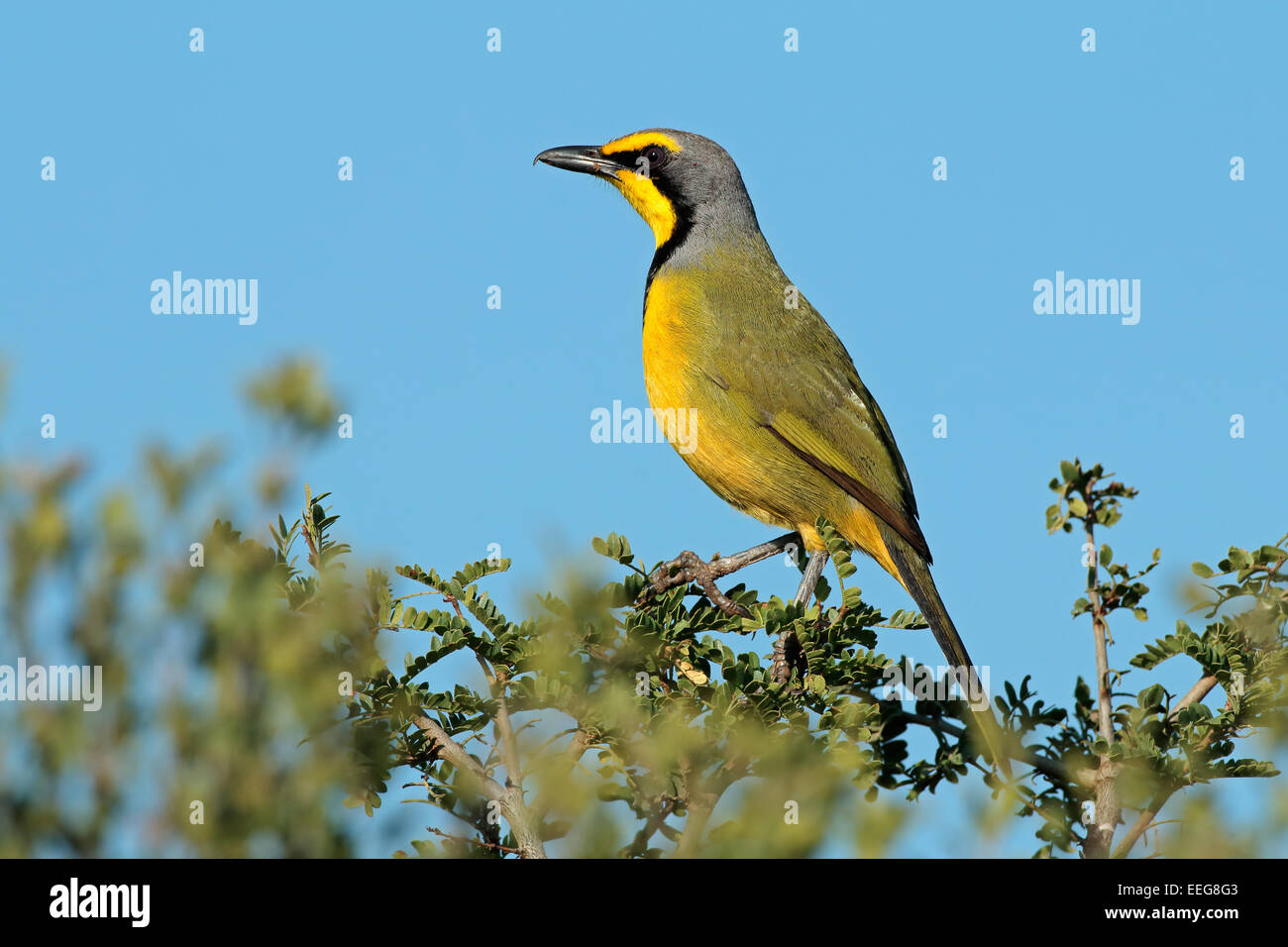 Un bokmakierie shrike (Telophorus zeylonus) seduto in un albero contro un cielo blu, Sud Africa Foto Stock