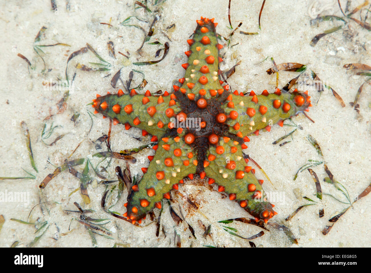 Starfish colorati sulla sabbia bagnata, isola di Zanzibar Foto Stock
