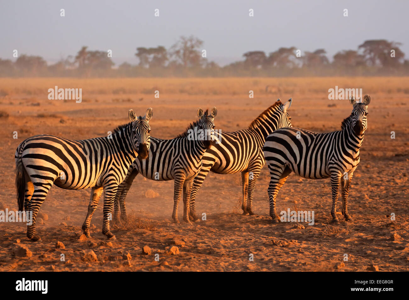 Le pianure zebre (Equus burchelli) in inizio di mattina di polvere, Amboseli National Park, Kenya Foto Stock