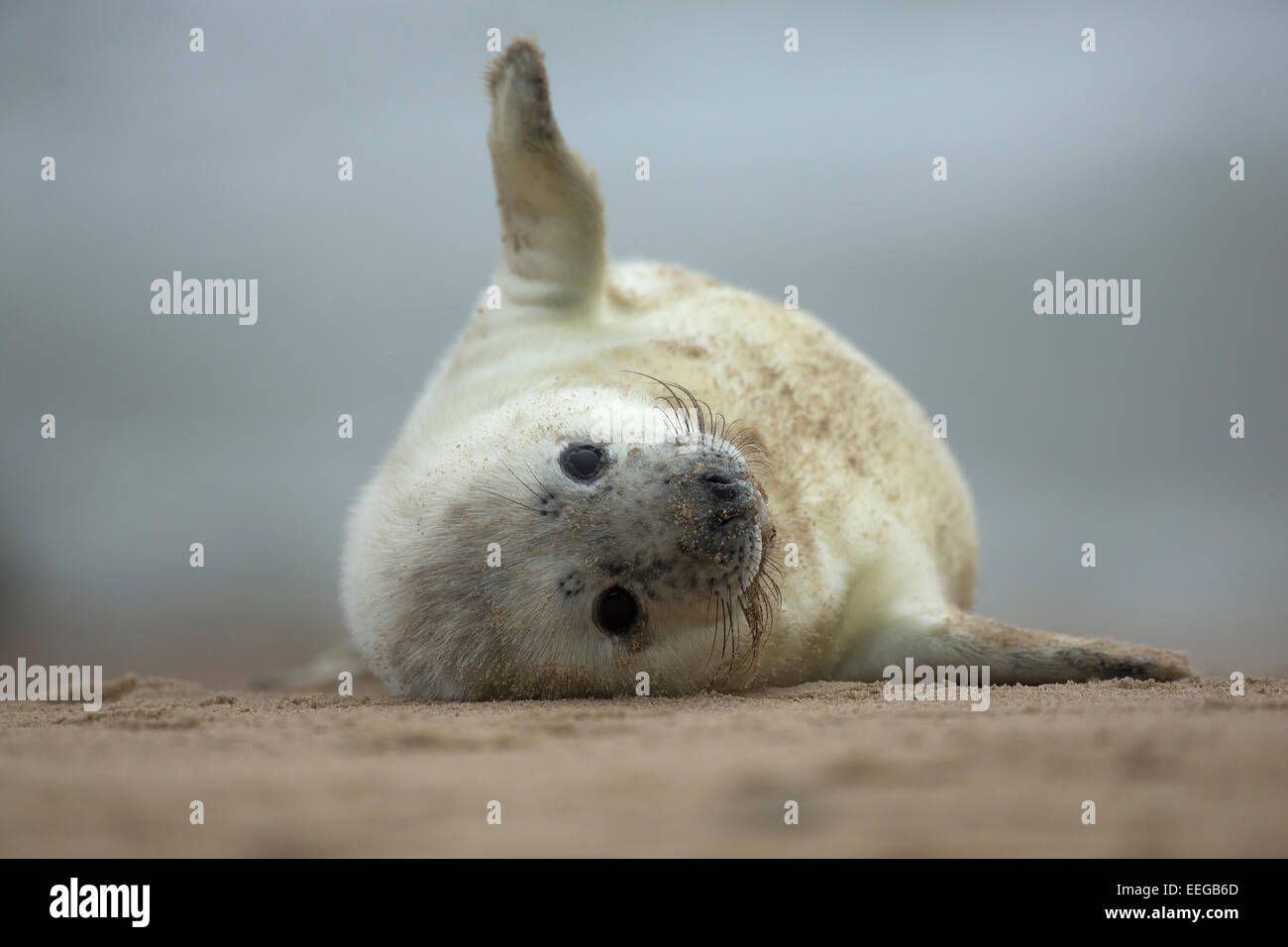 Guarnizione grigio (Halichoerus grypus) pup sventolare sulla spiaggia Foto Stock