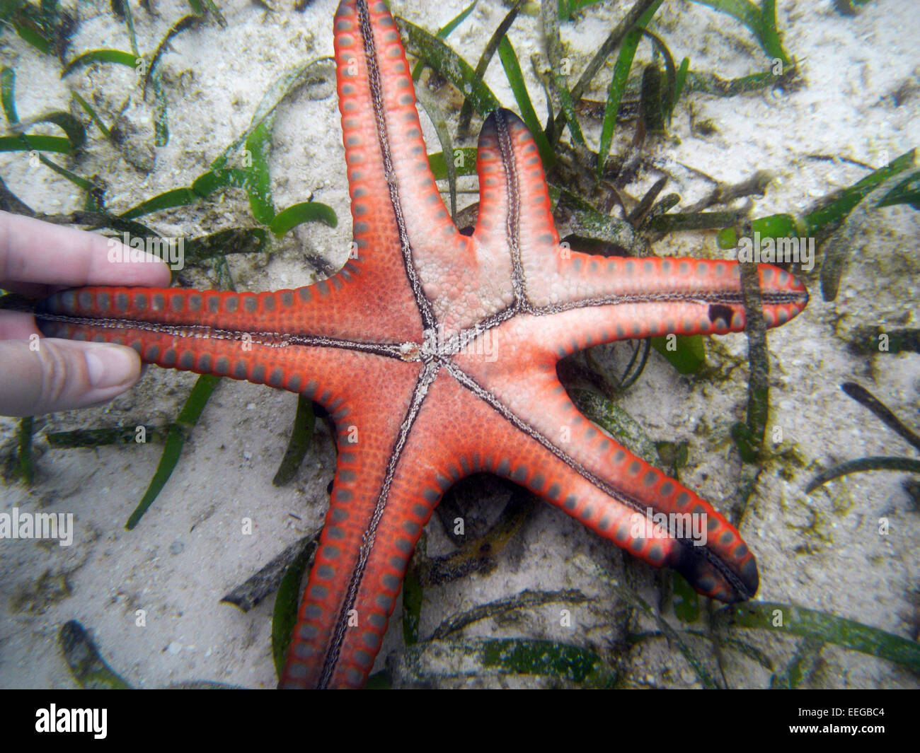 Protoreaster starfish presentando insolita morfologia del braccio - forse il recupero da una ferita? Raja Ampat, provincia di Papua, Indonesia Foto Stock