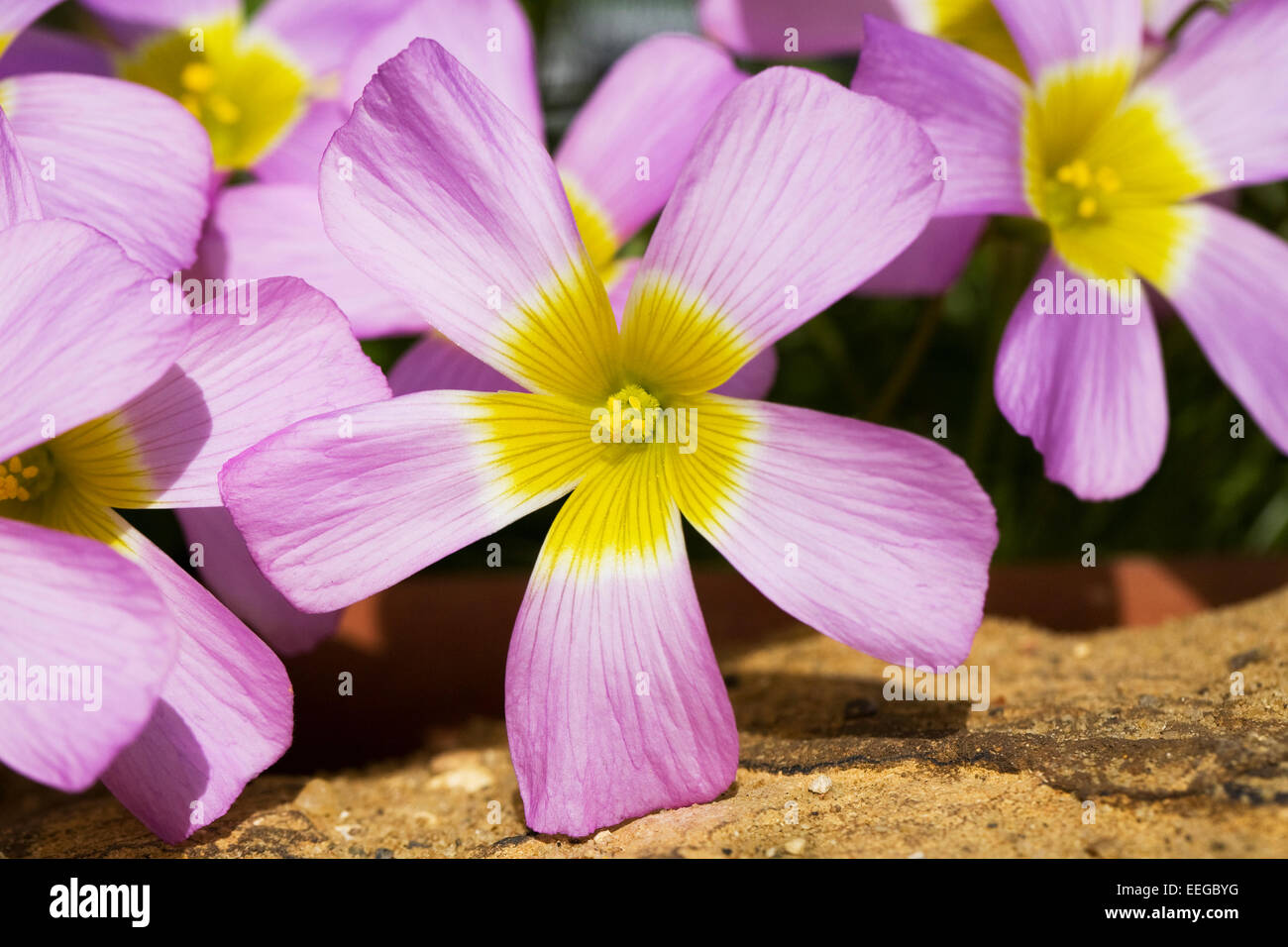 Oxalis comosa fiori. Foto Stock