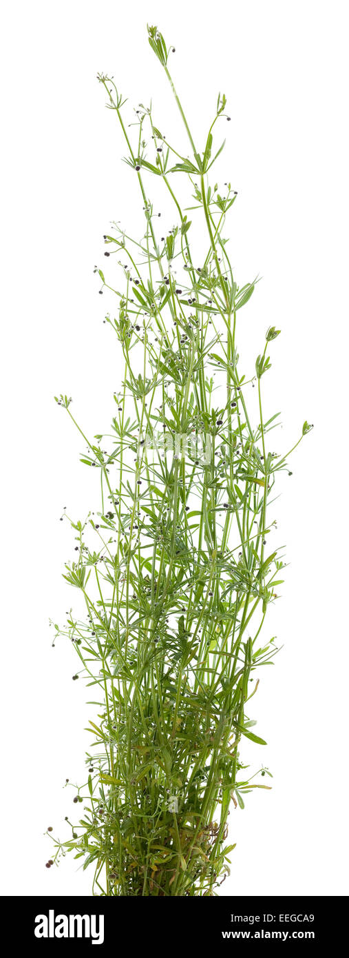 Cluster piccola pianta (Galium aparine) su bianco Foto Stock