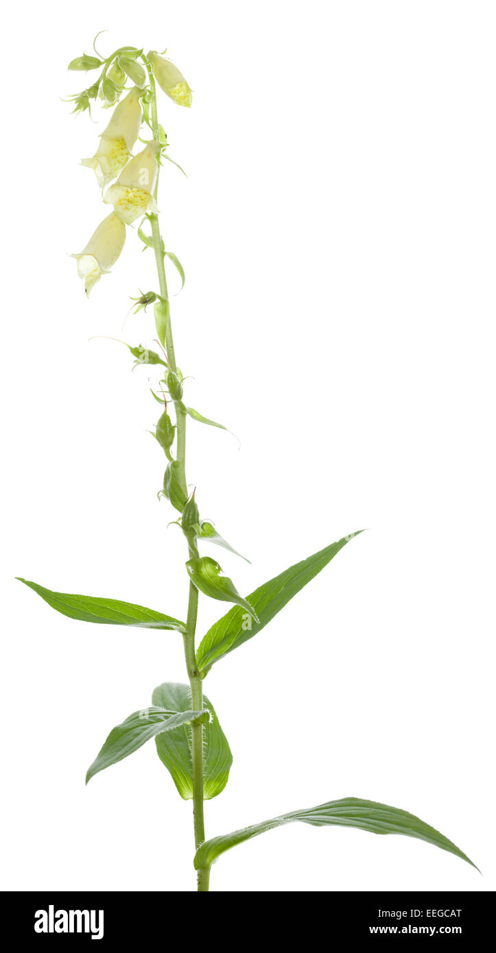 Unico fiore (Digitalis grandiflora) su sfondo bianco Foto Stock