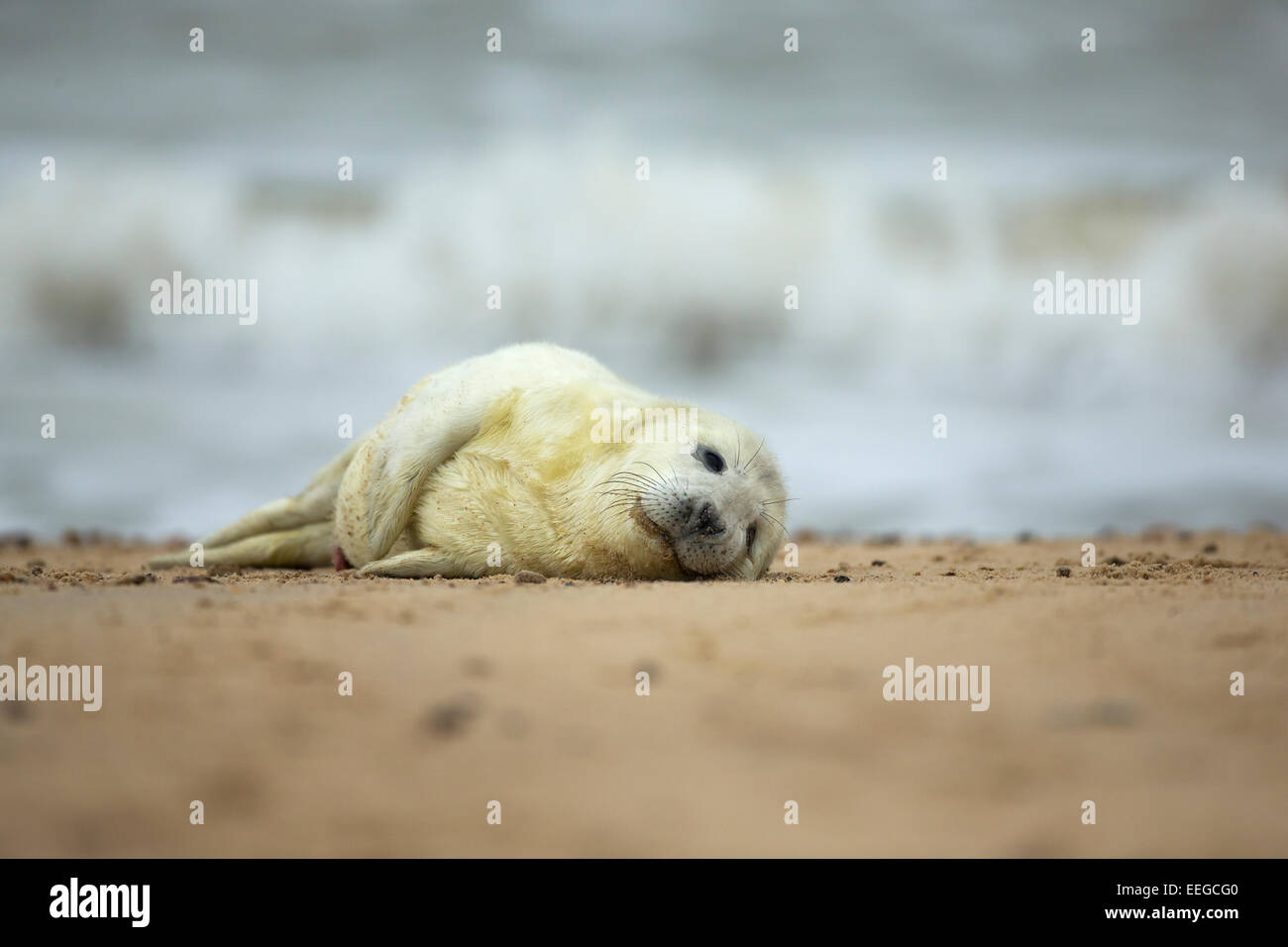 Guarnizione grigio (Halichoerus grypus) pup dormire su di una spiaggia di sabbia in cerca carino mentre onde infrangersi in background Foto Stock