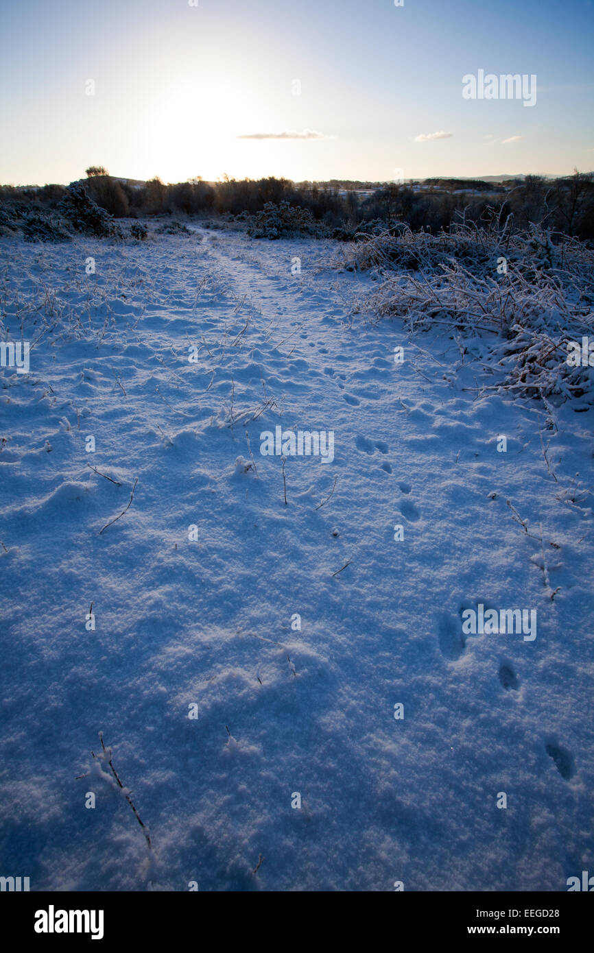 Piede di coniglio stampe nella neve le tracce degli animali in un sitet di speciale interesse scientifico SSSI nel villaggio di Lixwm, Flintshire,Wales, Regno Unito Foto Stock