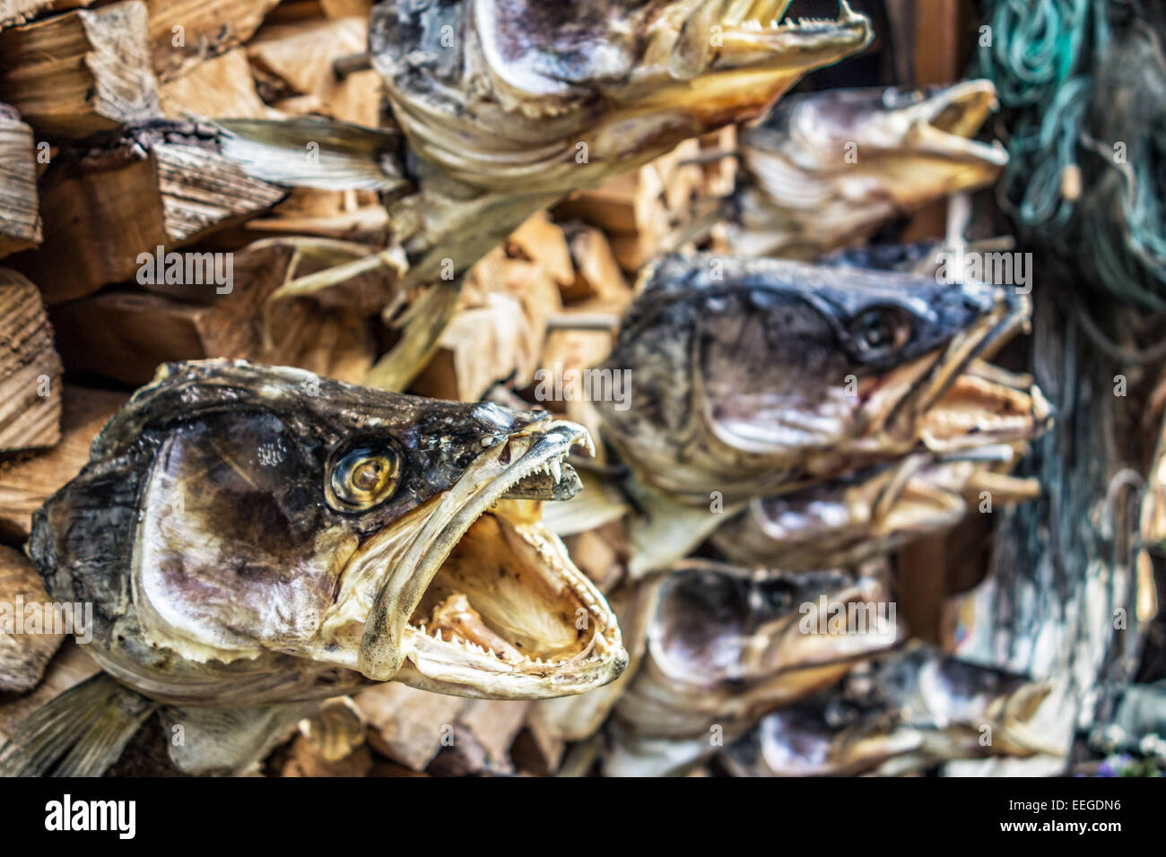 Preparate le teste di pesce Foto Stock