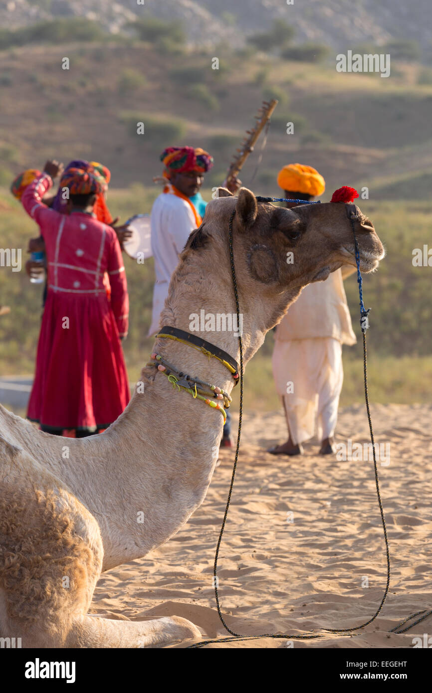 India Rajasthan, Pushkar, cammello e musicisti al camel fair Foto Stock