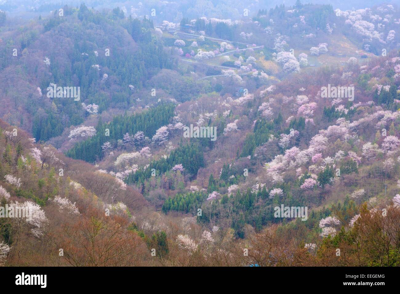 Prunus sargentii, Rikugou-Ousenkyo, Nagano, Giappone Foto Stock
