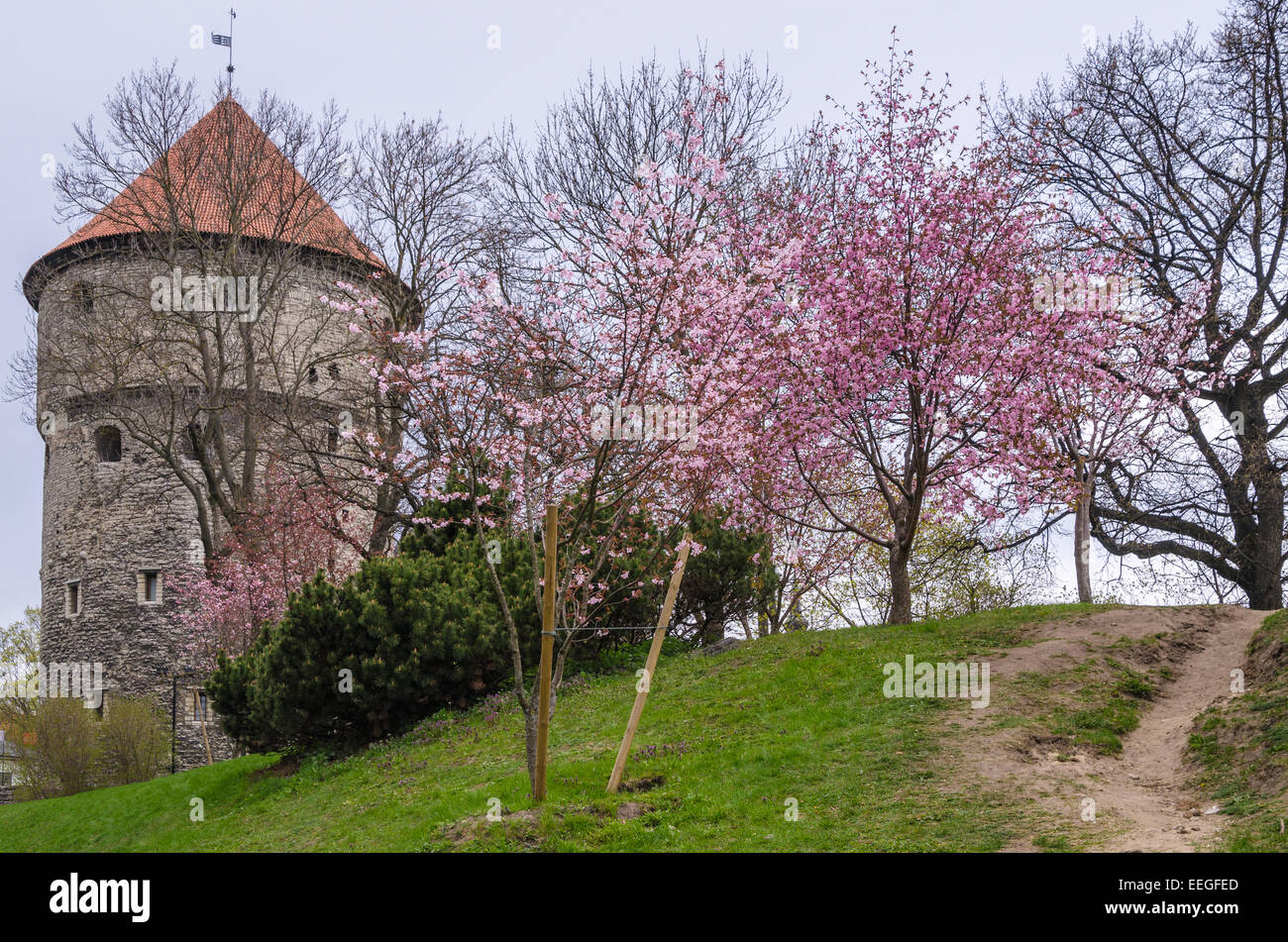 Vista di Tallinn giornata di primavera Foto Stock
