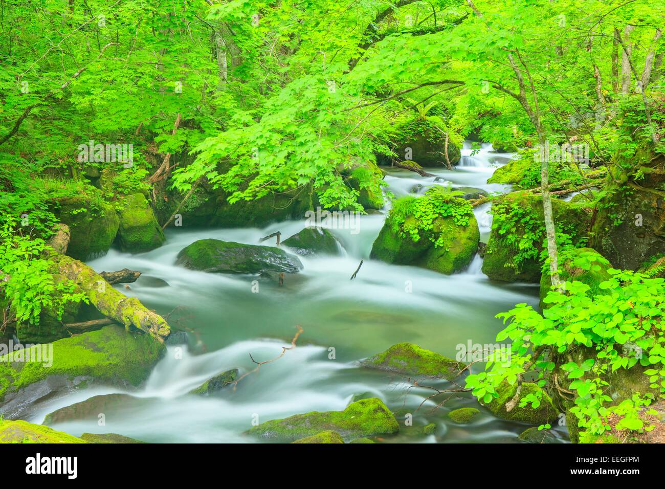 Estate di flusso Oirase, Aomori, Giappone Foto Stock