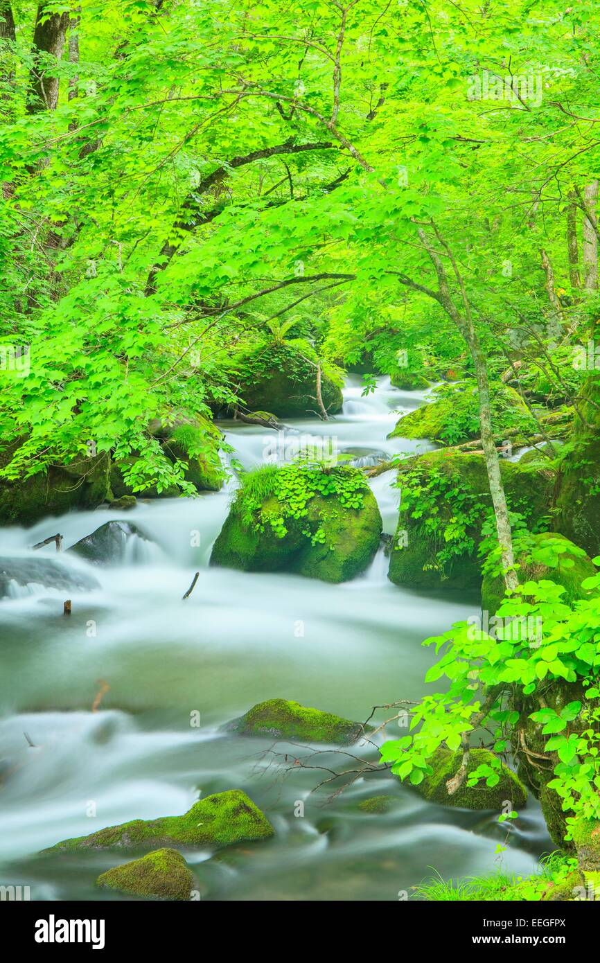 Estate di flusso Oirase, Aomori, Giappone Foto Stock