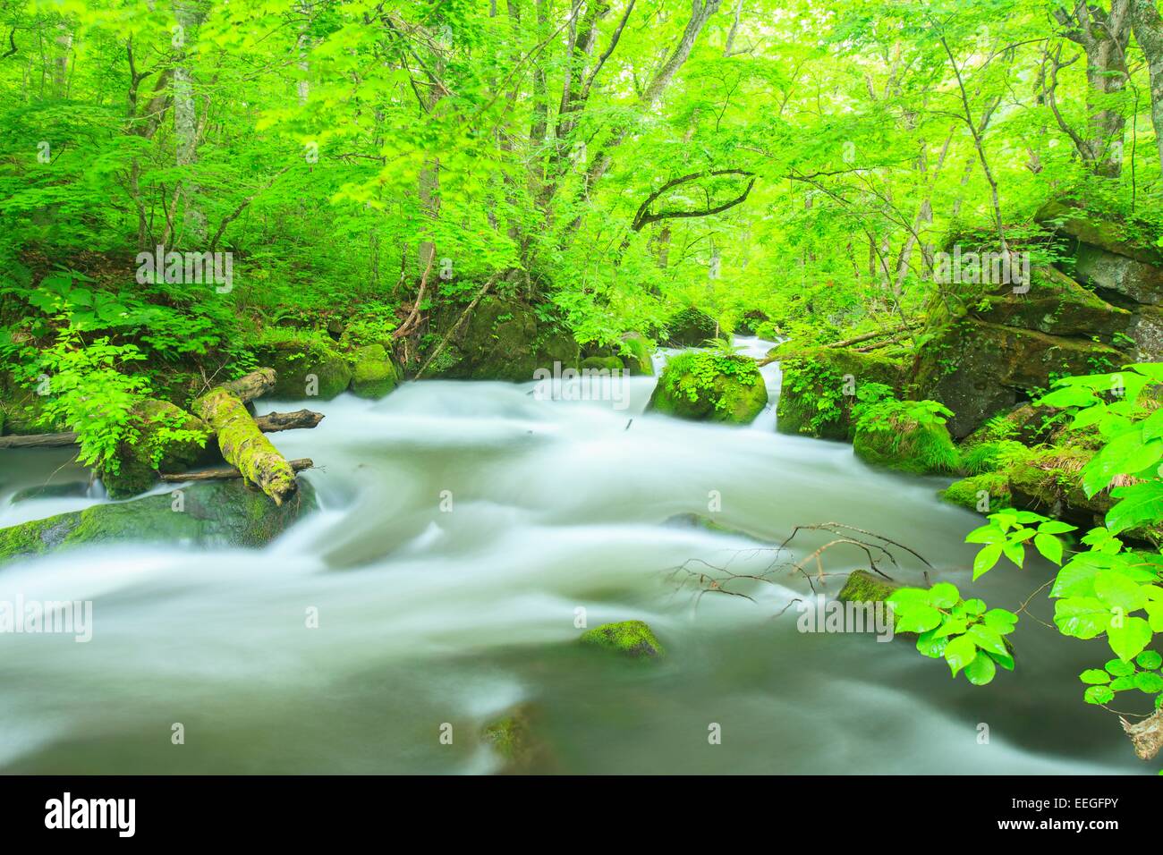 Estate di flusso Oirase, Aomori, Giappone Foto Stock