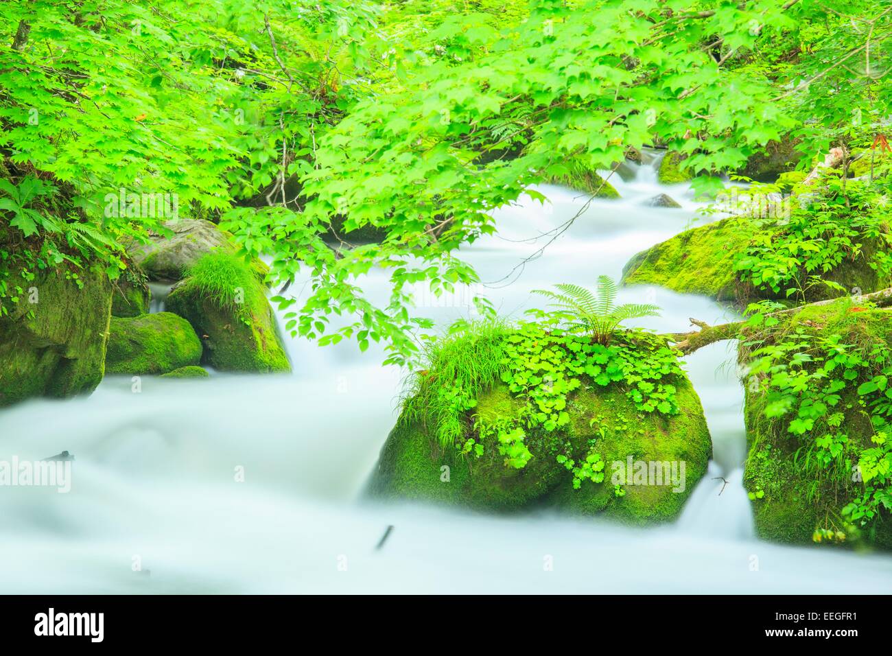 Estate di flusso Oirase, Aomori, Giappone Foto Stock