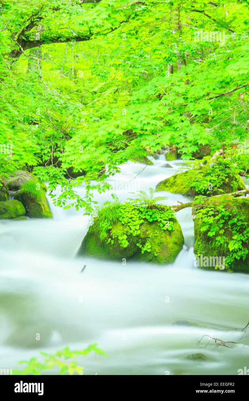 Estate di flusso Oirase, Aomori, Giappone Foto Stock