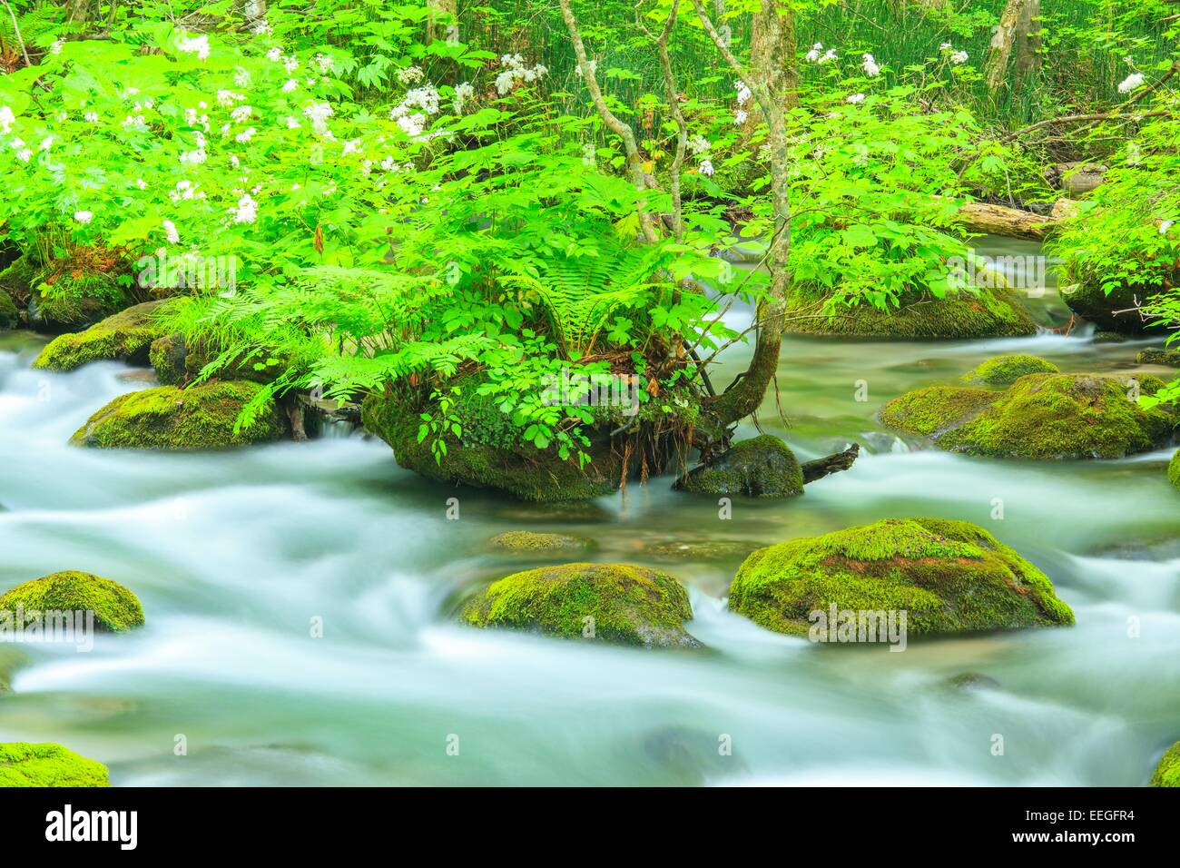 Estate di flusso Oirase, Aomori, Giappone Foto Stock