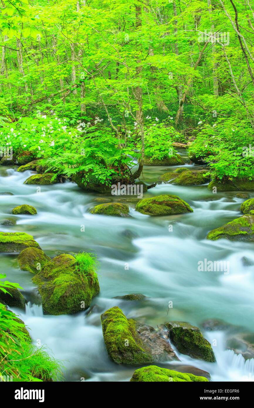 Estate di flusso Oirase, Aomori, Giappone Foto Stock