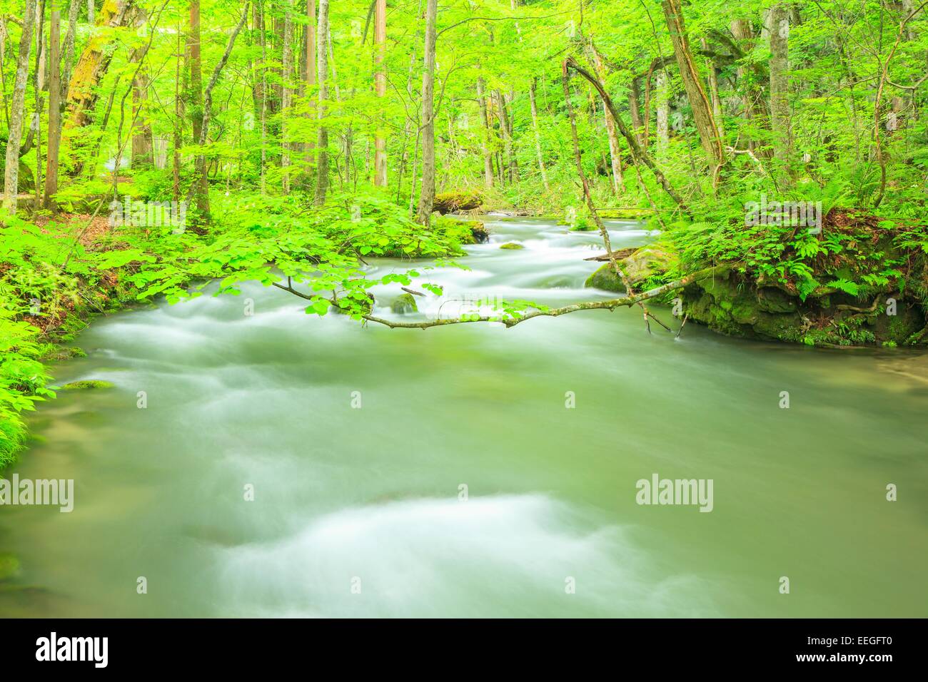 Estate di flusso Oirase, Aomori, Giappone Foto Stock