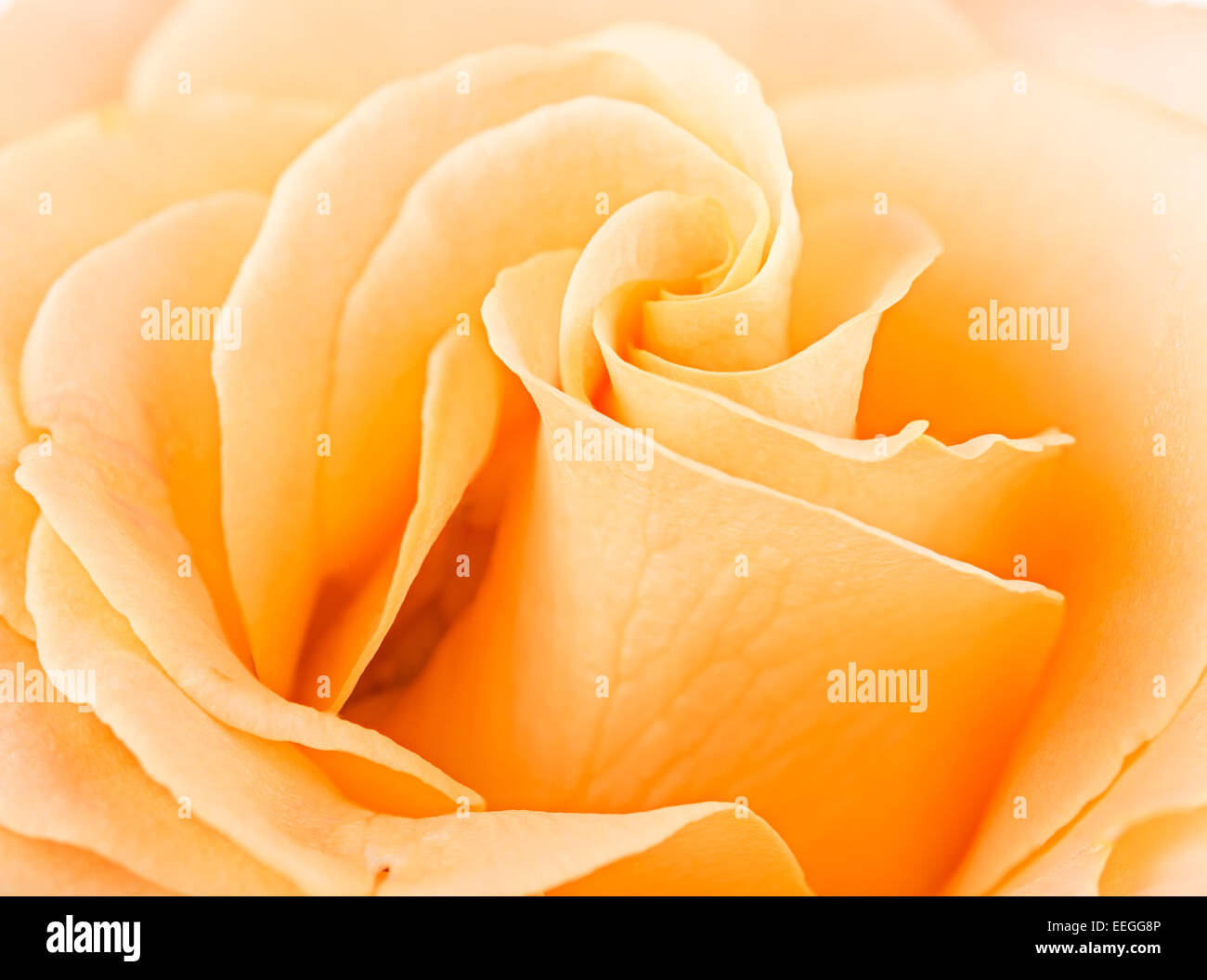 Dettagliata immagine macro di un fiore rosa Foto Stock