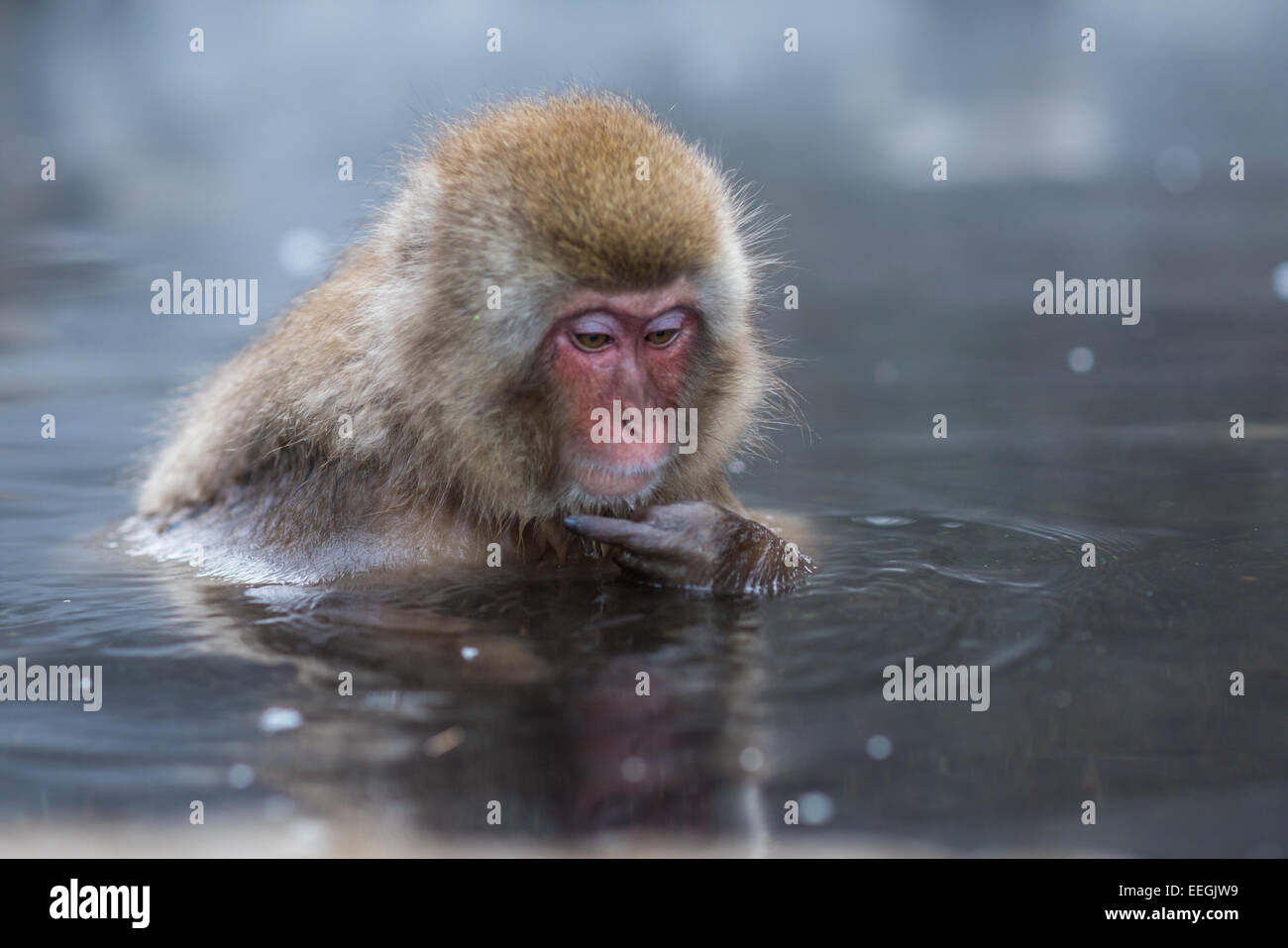 Neve o di scimmia macaco giapponese in primavera calda onsen Foto Stock