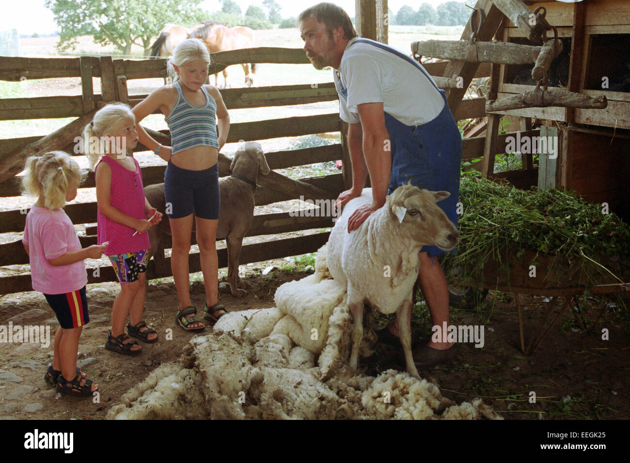 31.07.2003, Prangendorf, Meclemburgo-Pomerania Occidentale, Germania - Ein Schaf wird geschoren. (Mann, Bauer, tipo, Kinder, Landwirt, Foto Stock