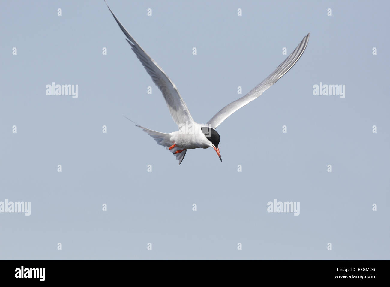 Tern comune in volo Foto Stock