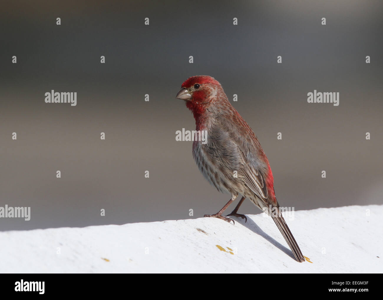 American House Finch Foto Stock