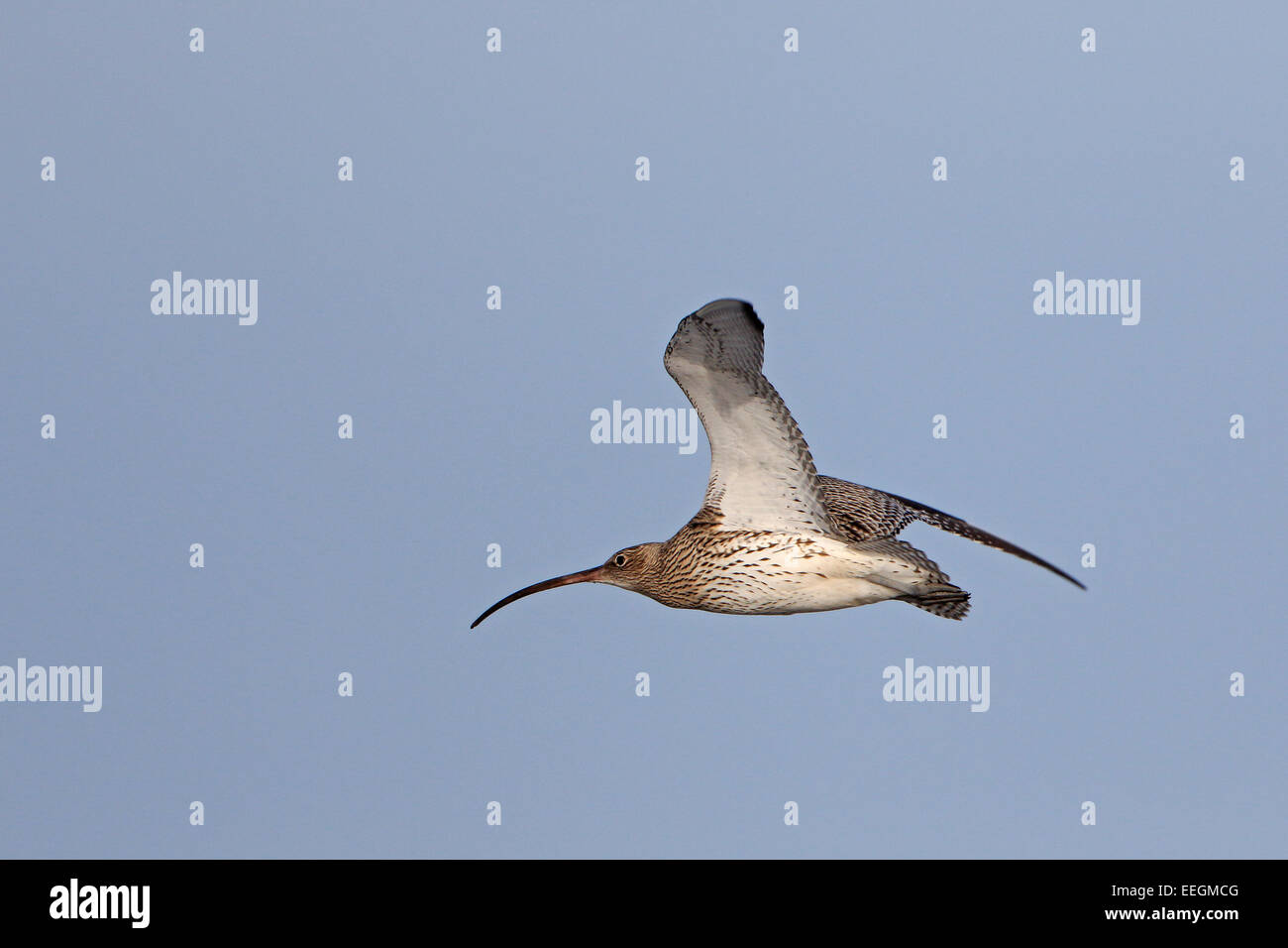 Eurasian Curlew in volo Foto Stock