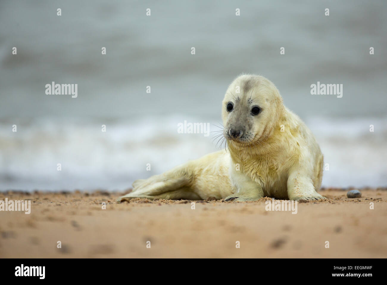 Guarnizione grigio (Halichoerus grypus) pup recante su di una spiaggia di sabbia in cerca carino Foto Stock