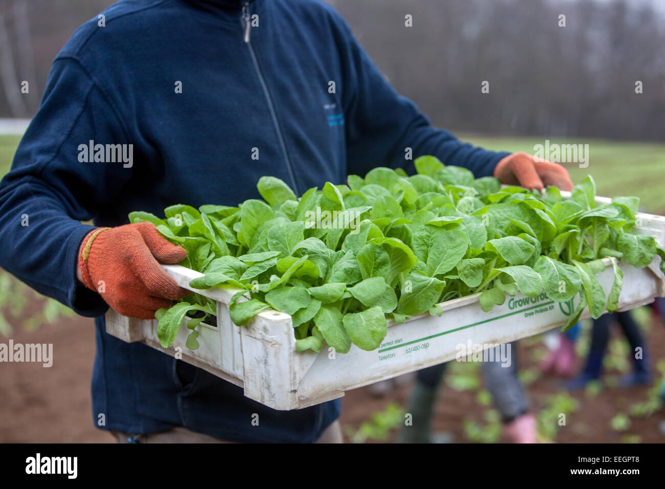 Piantine cinesi di cavolo in cassa preparano per piantare, Repubblica ceca Donna agricoltore Foto Stock