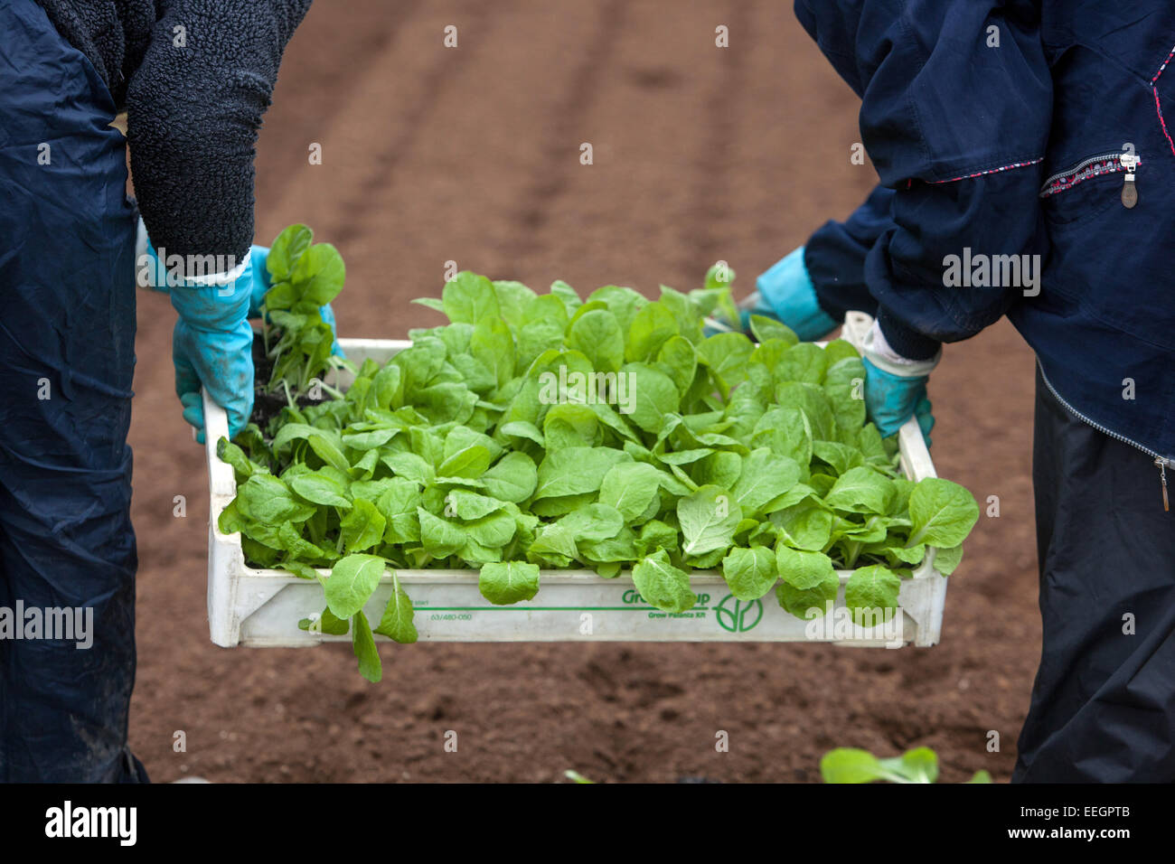 Piantine cinesi di cavolo in cassa preparano per piantare, Repubblica ceca Donna agricoltore Foto Stock