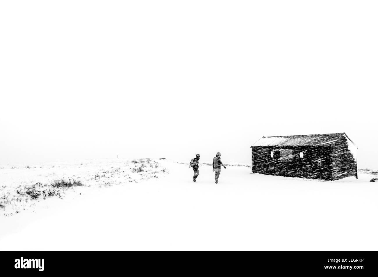 Gli scuotipaglia in una tempesta di neve su un inverno ramble, campagna dello Yorkshire , REGNO UNITO Foto Stock