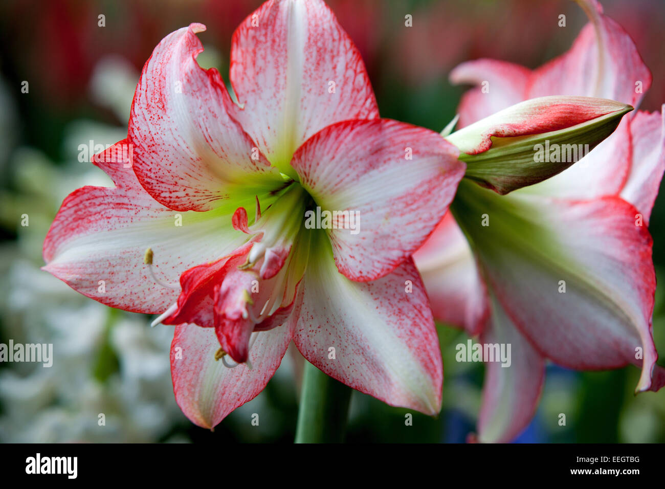 Amaryllis, Hippeastrum Apple Blossom Foto Stock