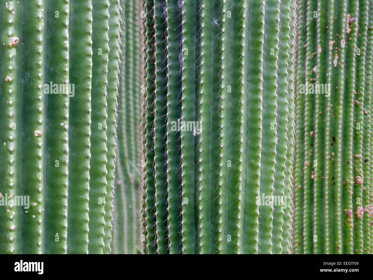 Neobuxbaumia polylopha Foto Stock