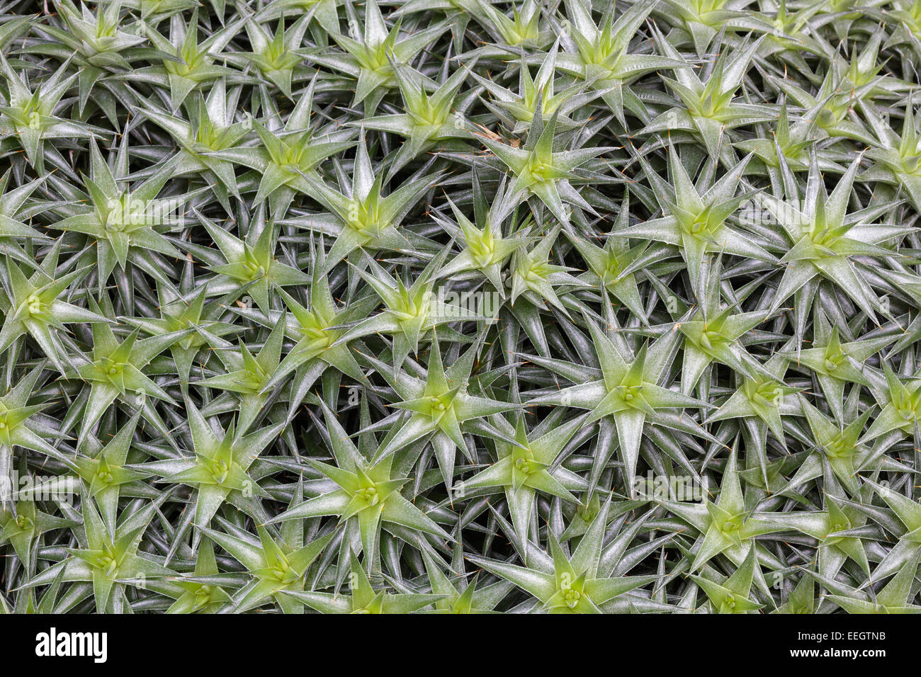 Abromeitiella lorentziana Foto Stock