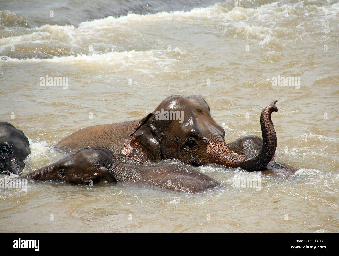 Gli elefanti Lankesian (Elephas maximus Maximus) prendere un bagno in Ma Oya River, Pinnawela, Sri Lanka Foto Stock