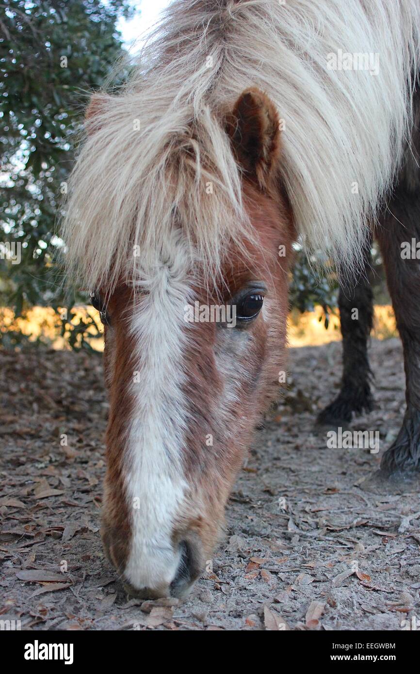 Pony cavallo a isola Foto Stock