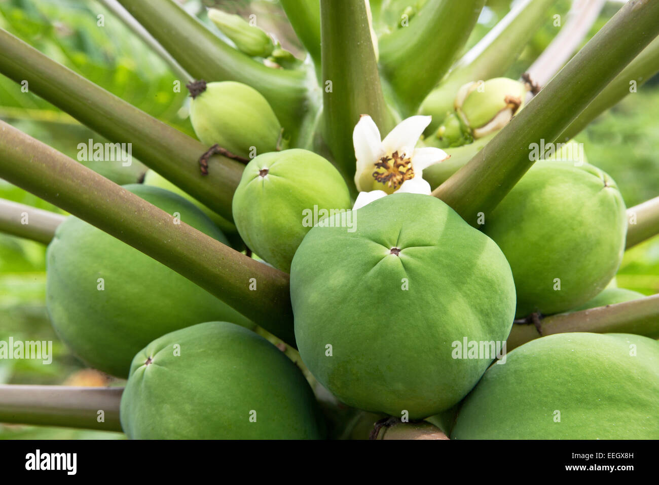 Albero di papaia " femminile " frutta. Foto Stock