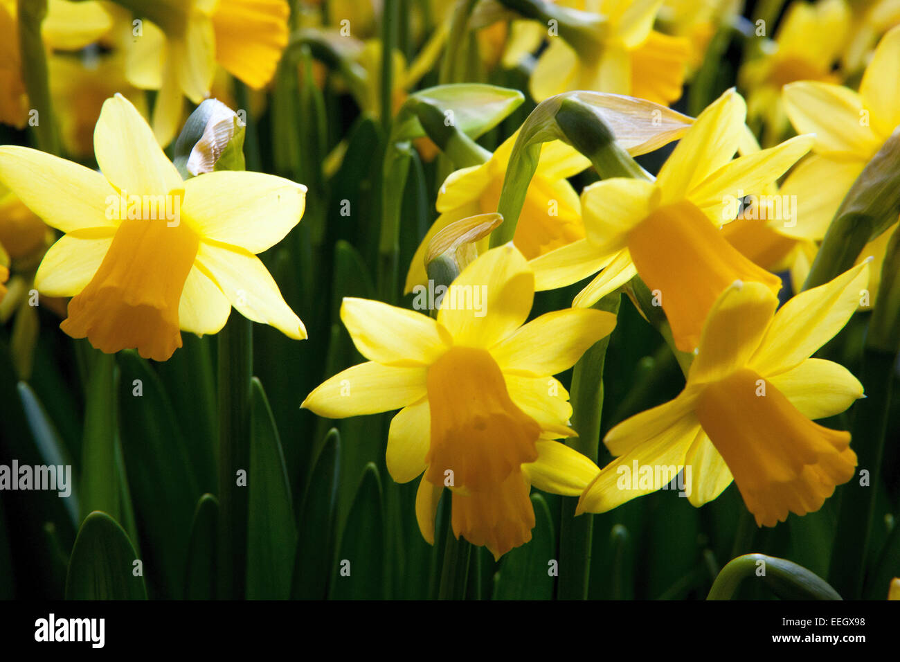 Narcissus gialli narcisi narcisi narcisi narcisi narcisi Foto Stock