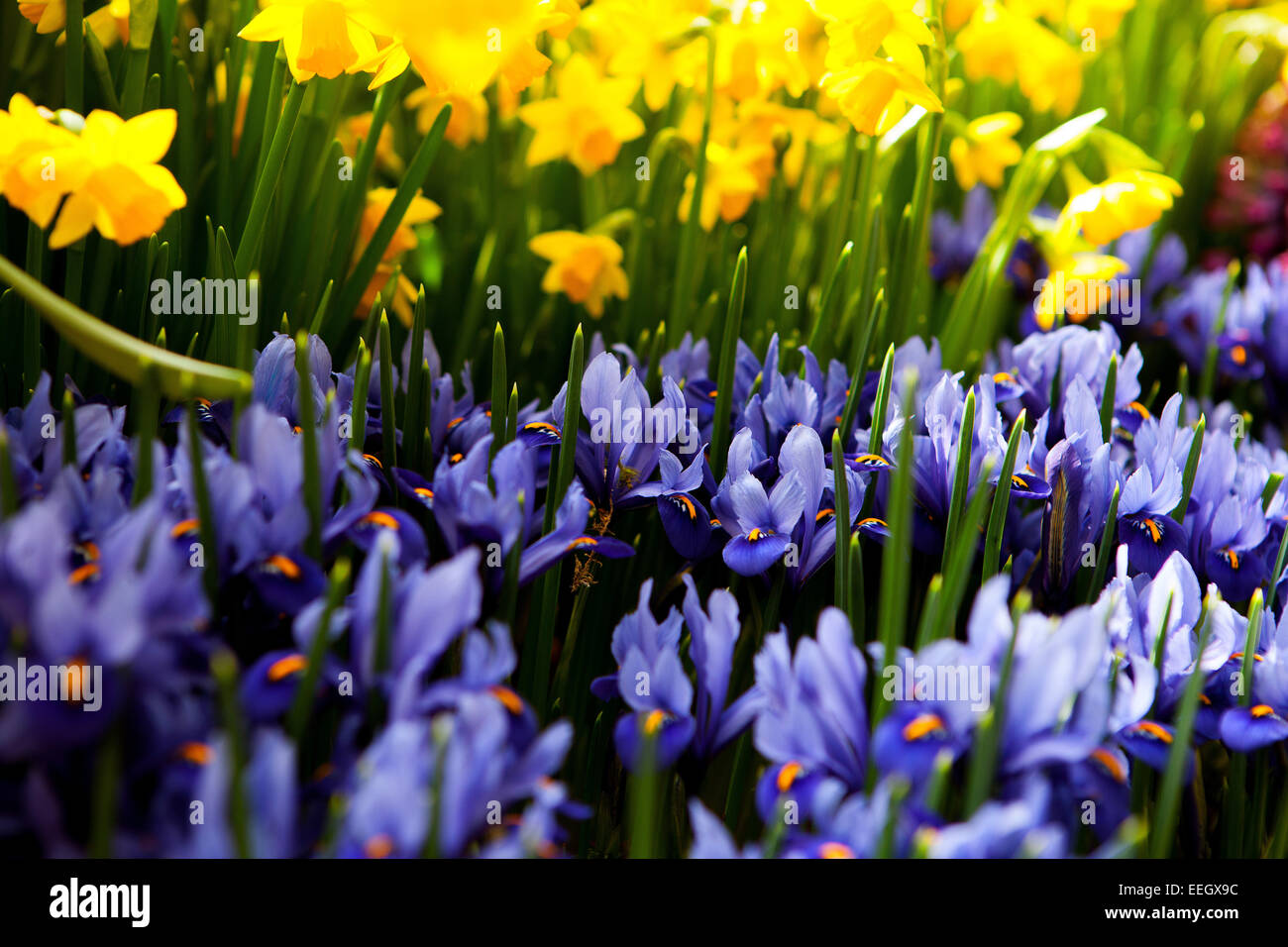 Primavera Blue Iris fiori reticolata Iris giallo Daffodils Fiori pianta Foto Stock