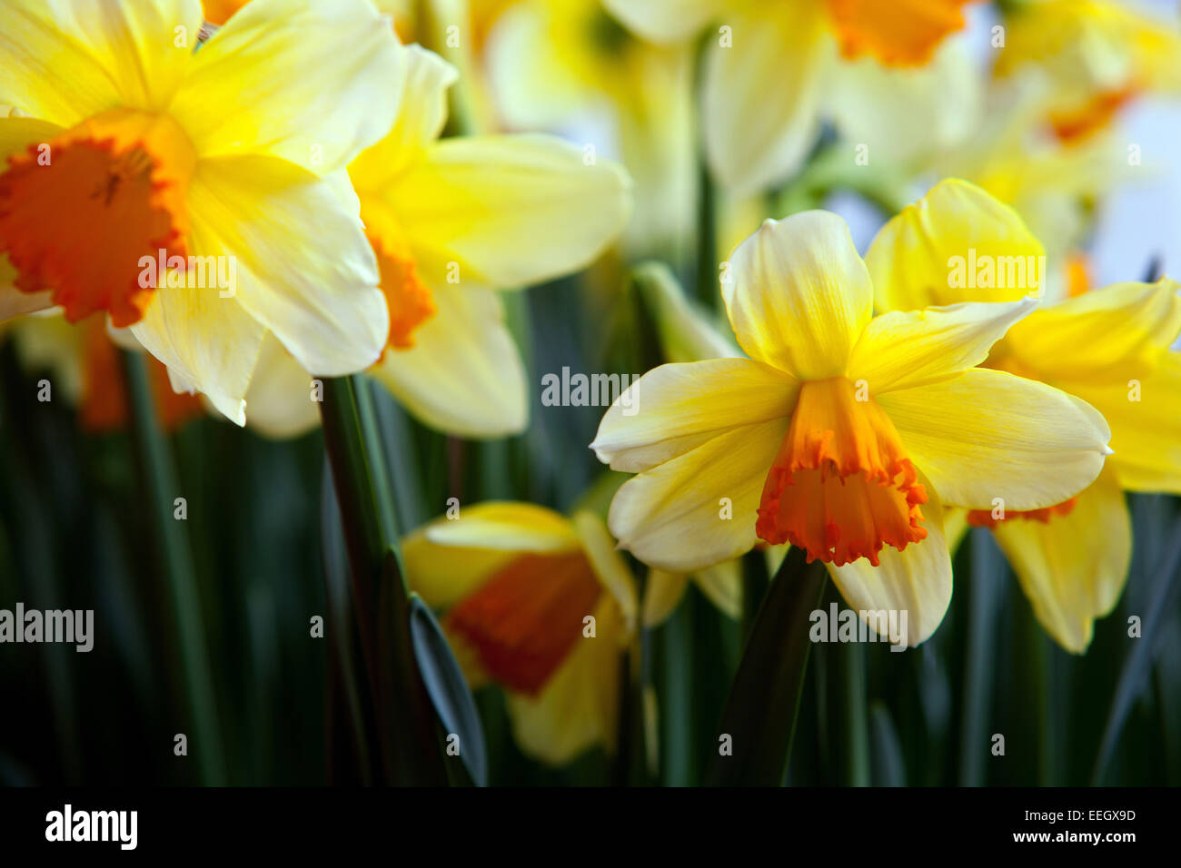 Narcissus gialli narcisi narcisi daffodils fiori primaverili Foto Stock