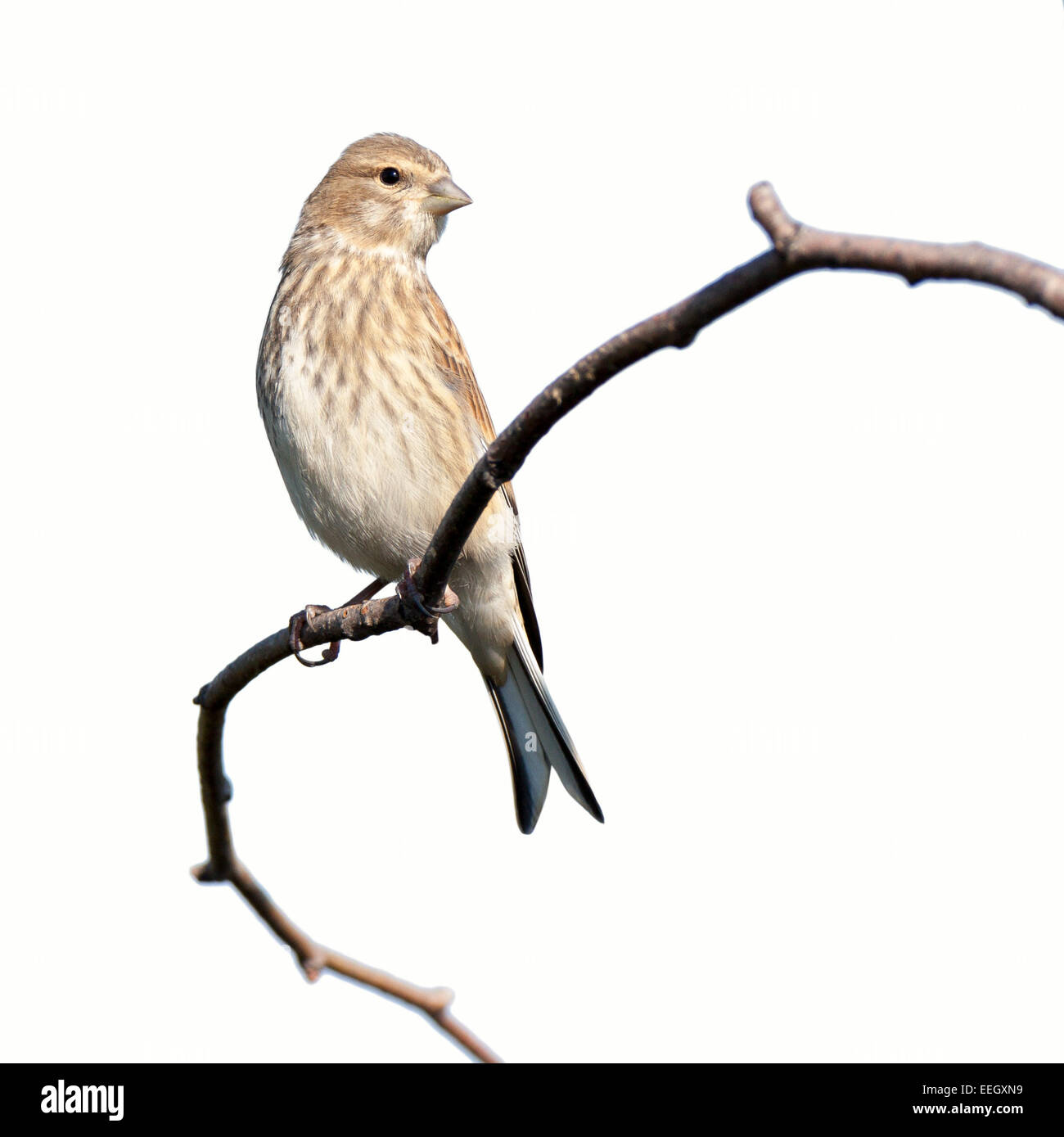 Linnet (Acanthis cannabina).uccello selvatico davanti a uno sfondo bianco, isolata. Foto Stock