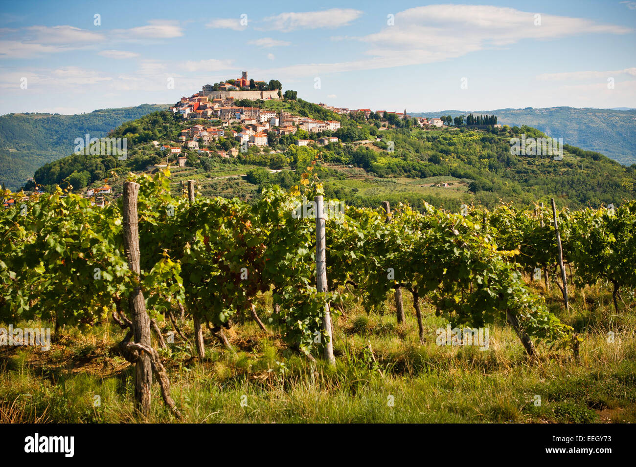 La città di Montona con vigneto - Istria - Croazia Foto Stock