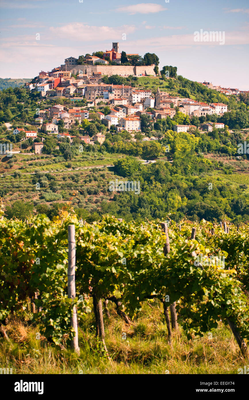 La città di Montona con vigneto - Istria - Croazia Foto Stock