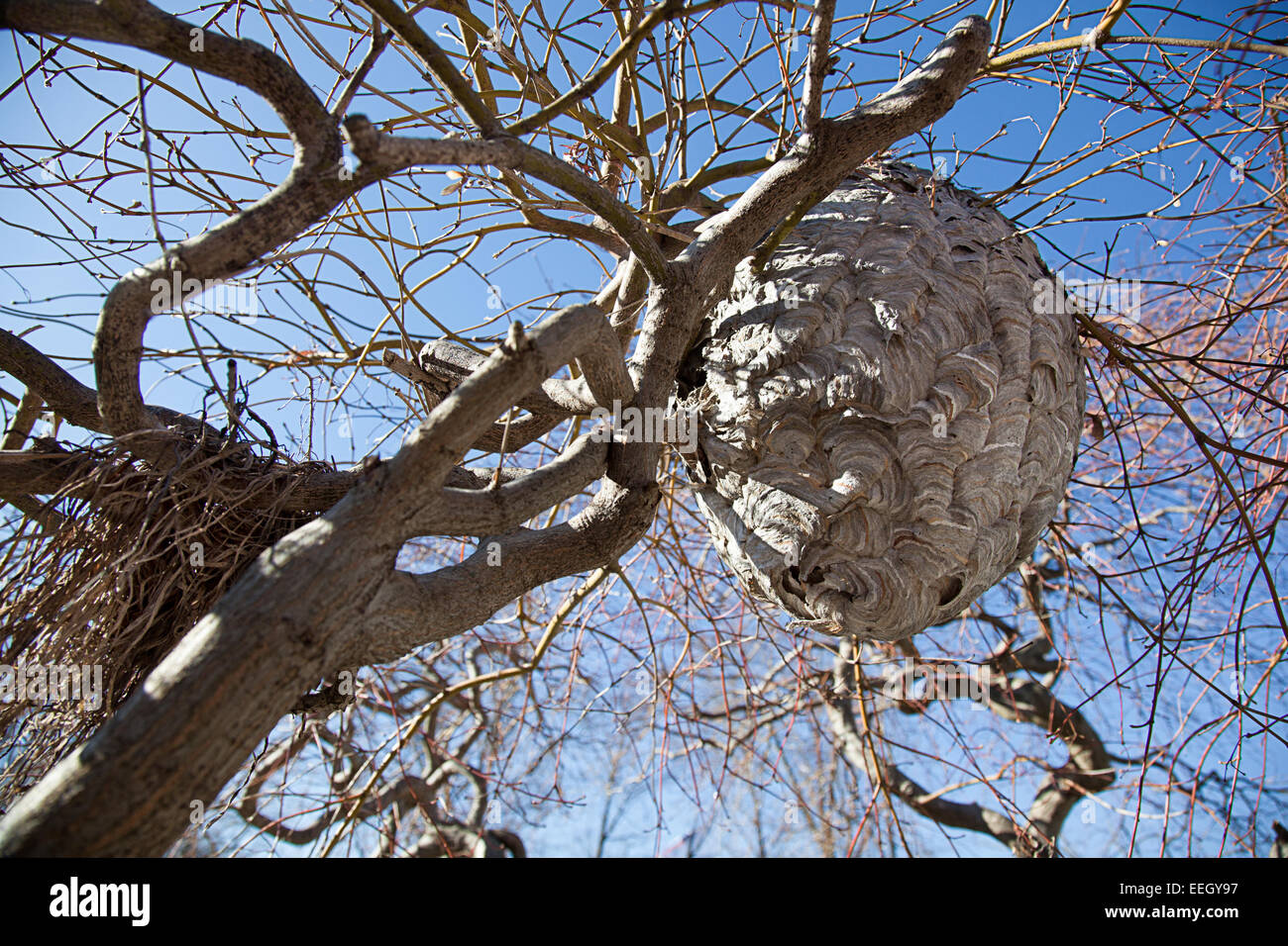Nido di calabroni in una struttura ad albero. Foto Stock