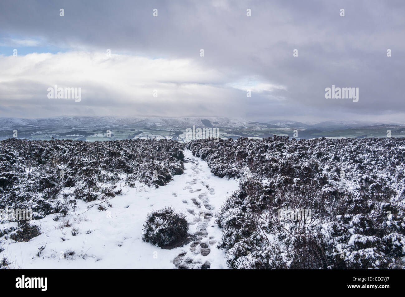 Longridge cadde, foresta di Bowland, Lancashire, Regno Unito. 18 gennaio 2015. Meteo news. Un freddo giorno di fells nella foresta di Bowland. La neve nella foresta e sul cadde rende una pittoresca scena. Credito: Gary Telford/Alamy live news Foto Stock