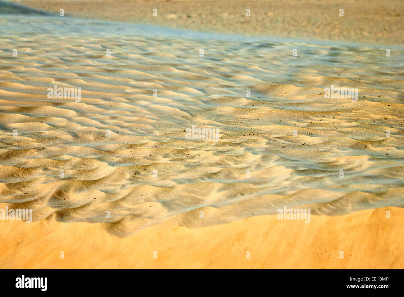 Il vento soffia sabbia dorata oltre il bordo di una duna di sabbia nel deserto del Sahara Foto Stock