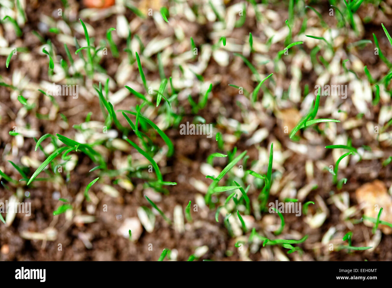 Vista aerea di pale di nuovo l'erba che cresce dal seme di erba in un giardino Foto Stock